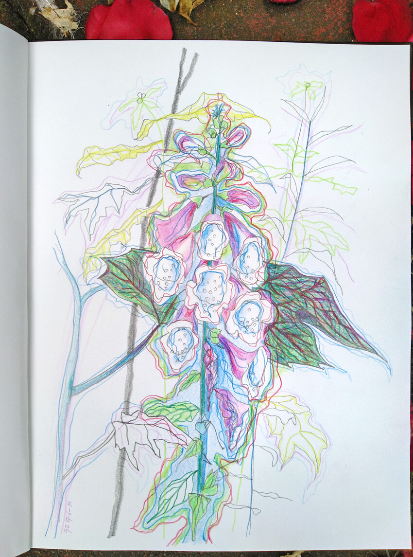 digitalis vingerhoedskruid enpleinair tekening drawing geazwart tuin garden