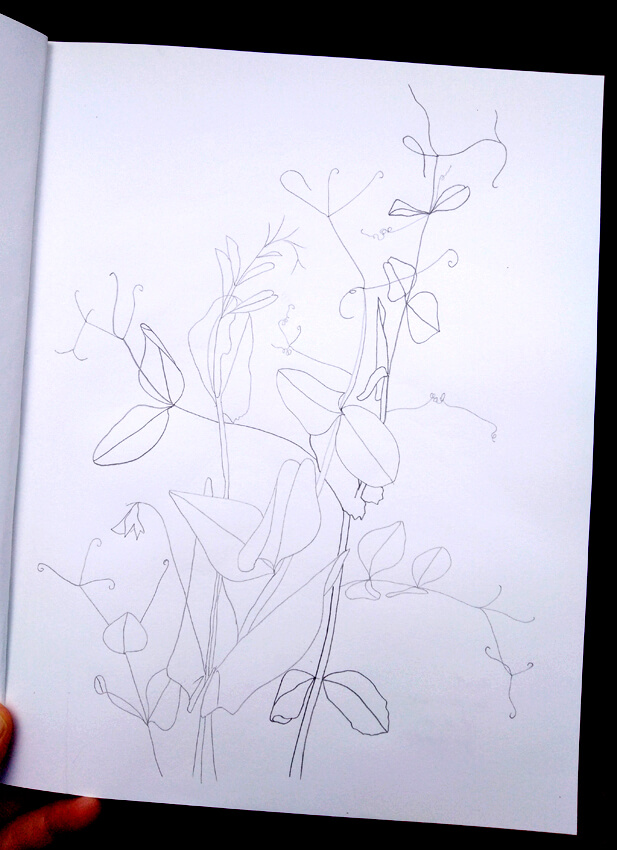 music pea plant vegetable garden pencil drawing pencil geazwart enpleinair