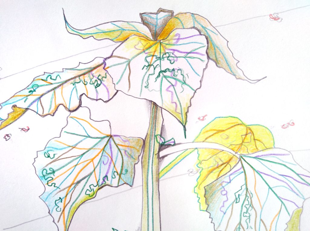 detail enpleinair pleinair geazwart tekening drawing zonnebloem sunflower geazwart