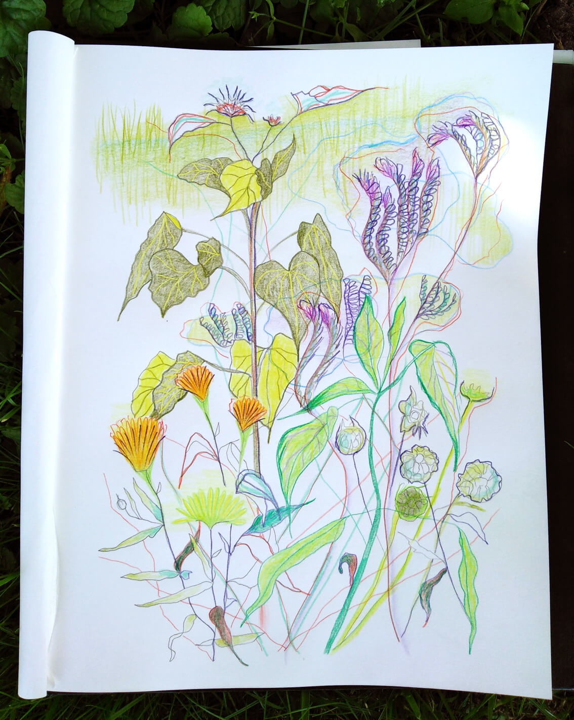 verdichten geazwart enpleinair tekening tekenkunst bloemen tuin garden moestuin