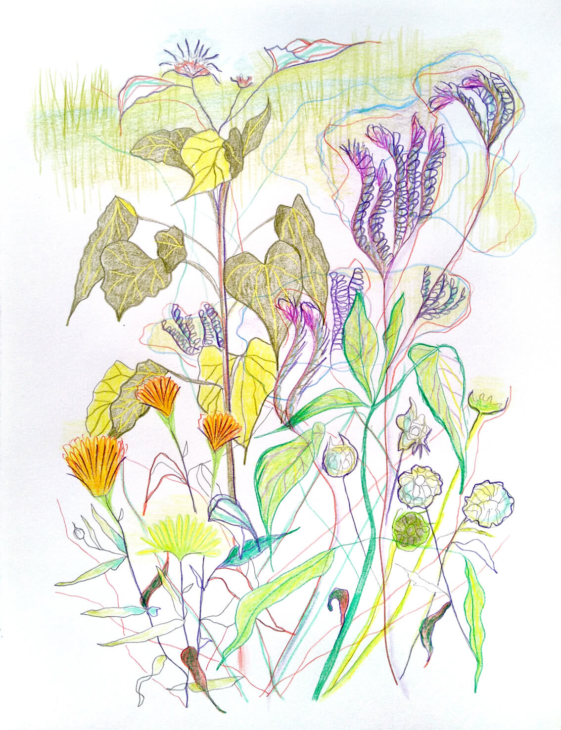 verdichten enpleinair geazwart tekening tekenkunst bloemen tuin garden moestuin