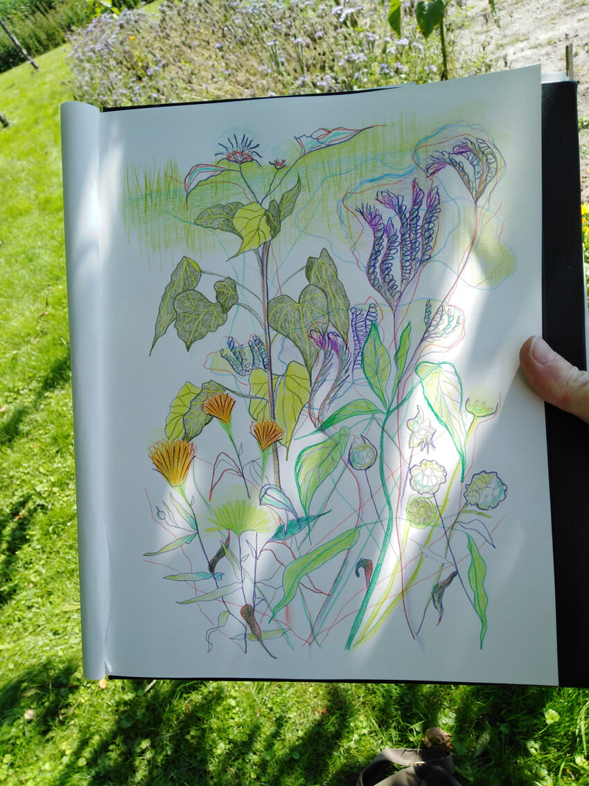 enpleinair tekening geazwart bloemen tuin garden moestuin