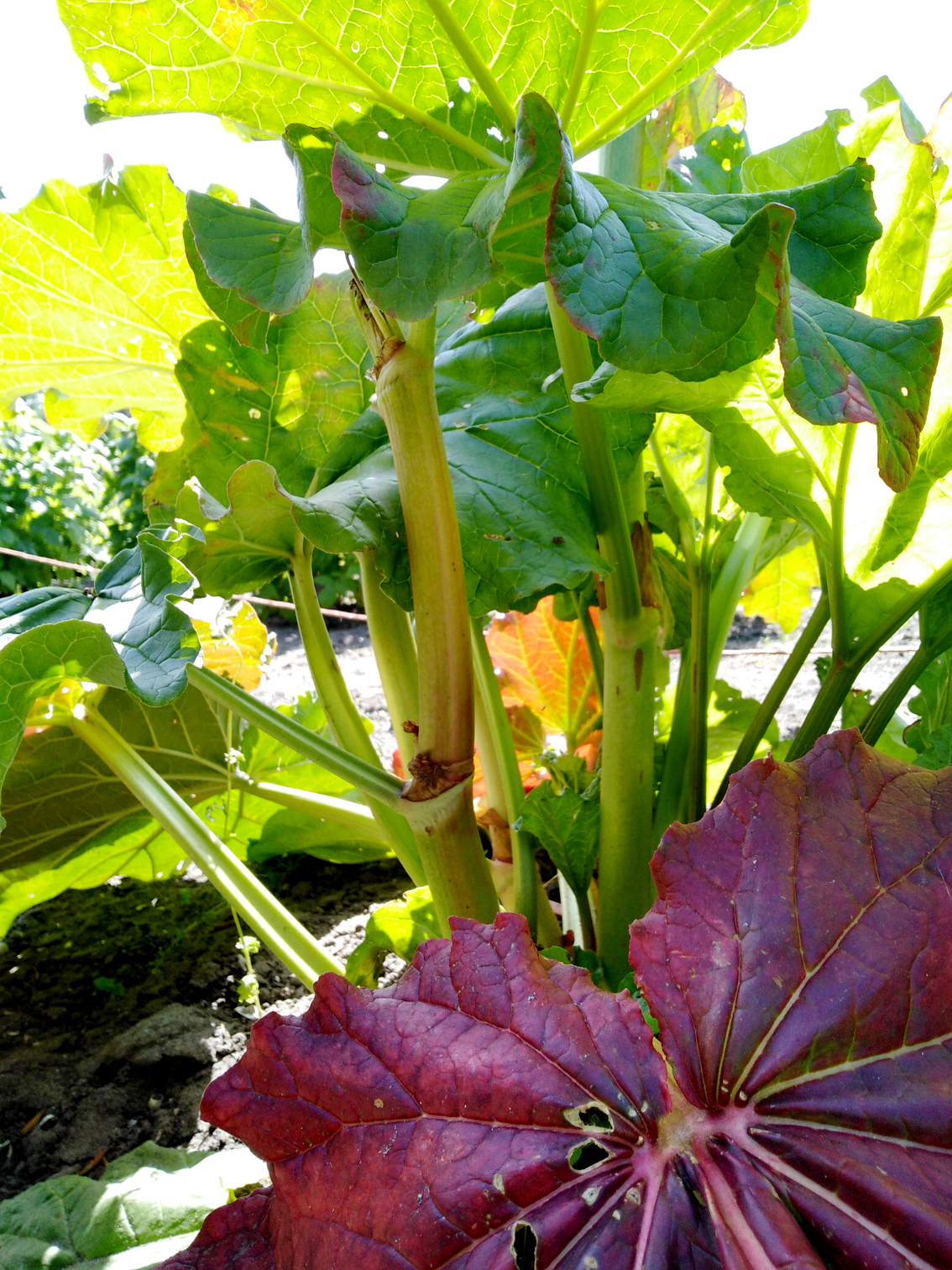 Rhubarb parasol location vegetable gardens enpleinair geazwart 2022