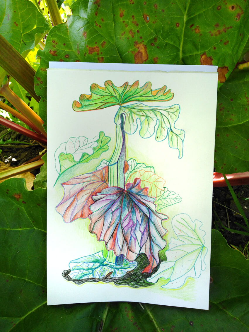 Rhubarb parasol location vegetable gardens enpleinair geazwart 2022