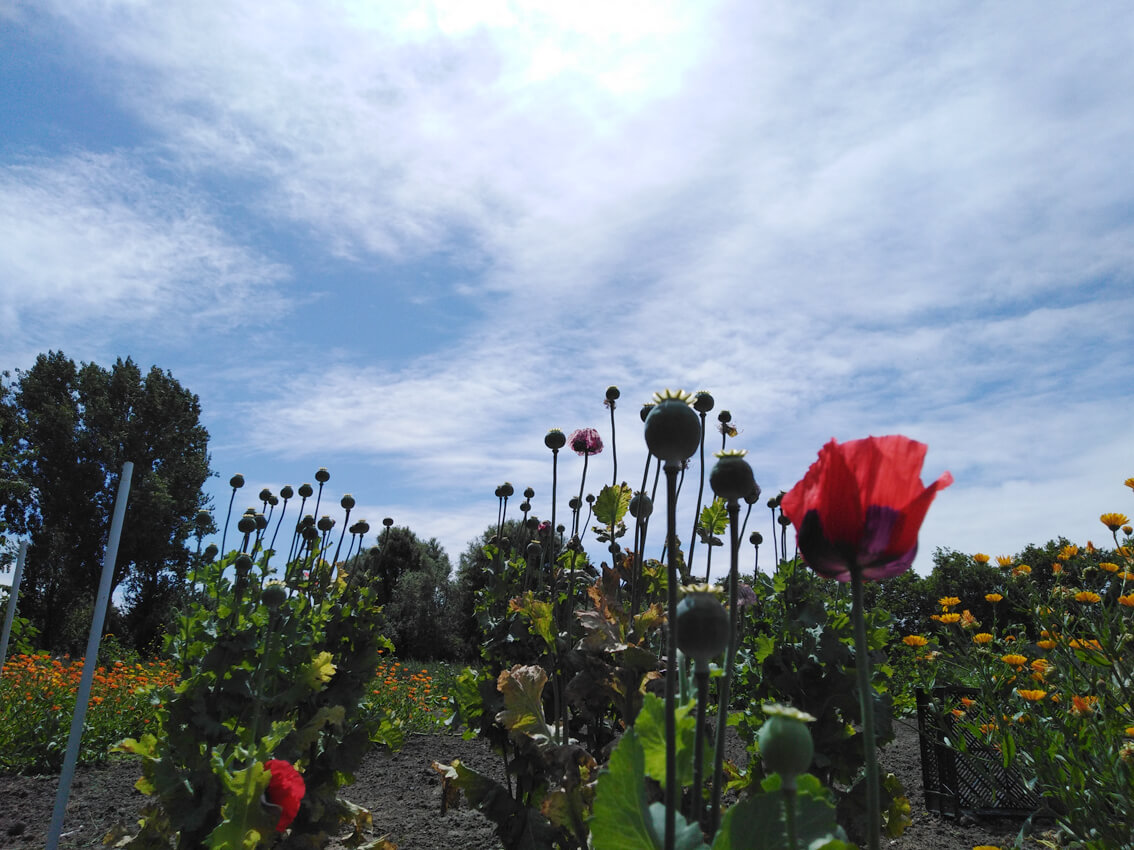 Mohn En Plein Air Zeichnung Gemüsegarten Gea Zwart 2022