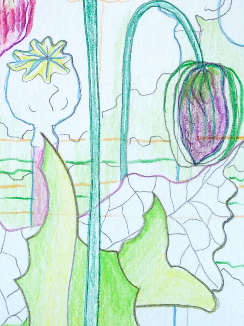 Poppy And Plein Air drawing Vegetable Garden Gea Zwart 2022 detail