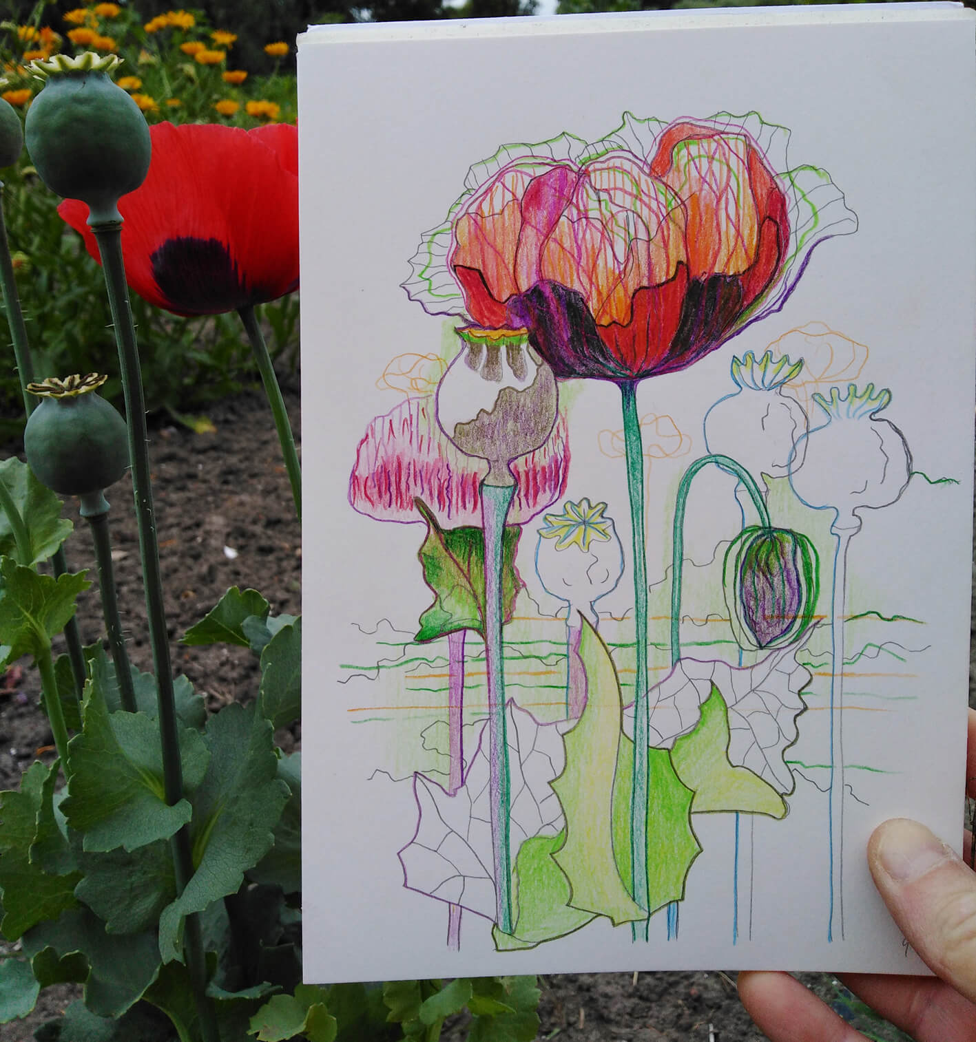 Poppy And Plein Air Drawing Vegetable Garden Gea Zwart 2022
