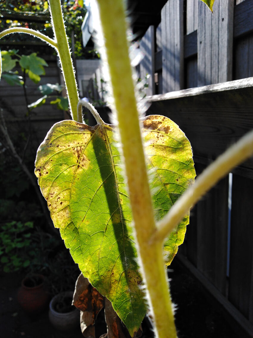 Summer Autumn Sunflower Leaf And Plein Air Gea Zwart Garden Making of 2022