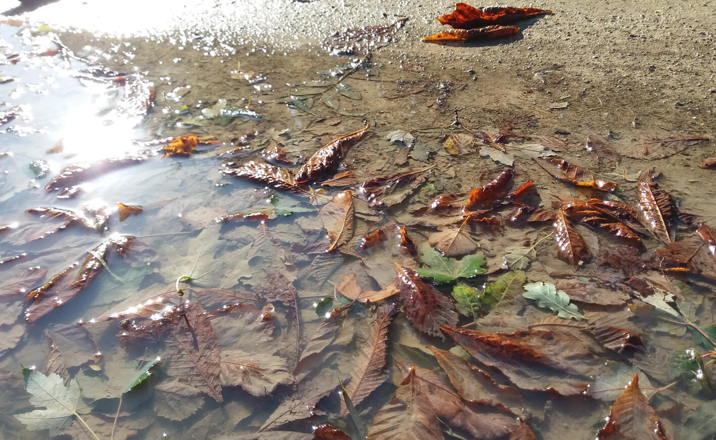 Shallow puddle with leaves Park Gea Black 2017 detail