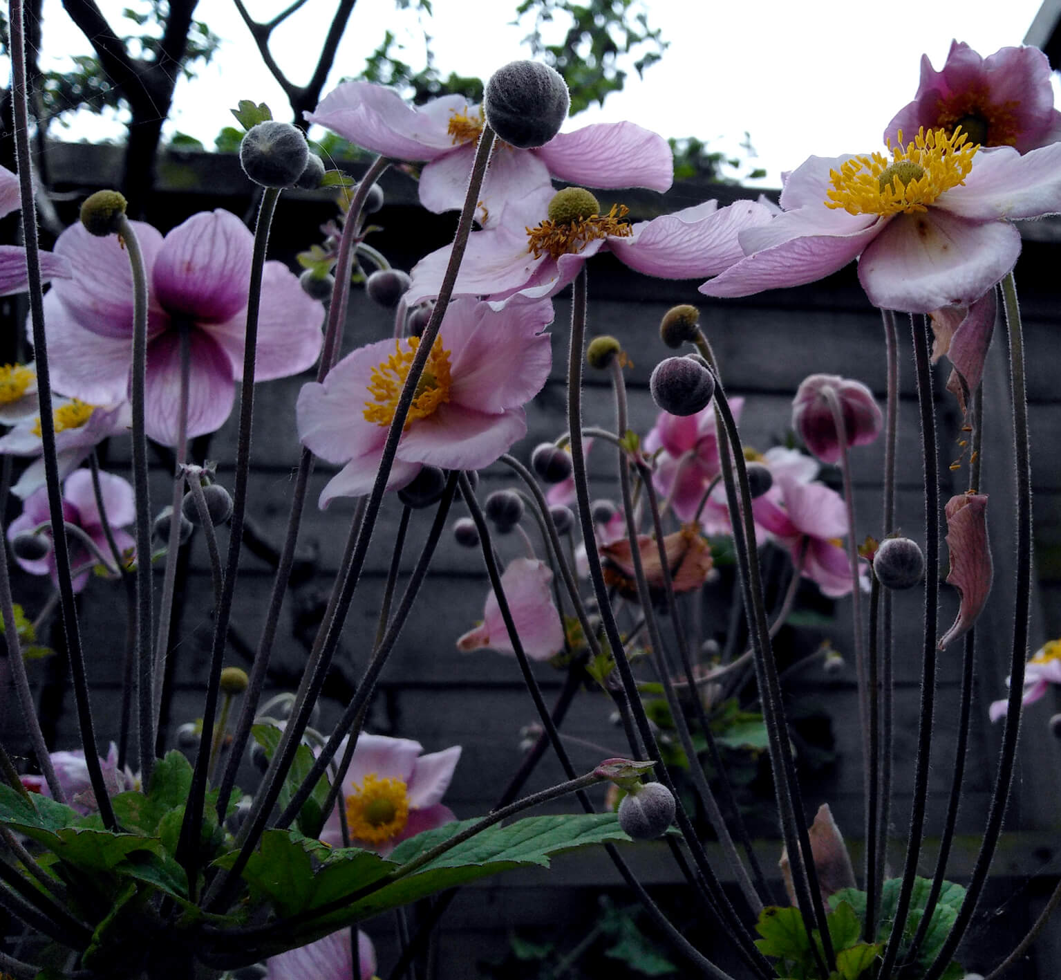 Japanse anemoon tuin foto Gea Zwart inspiratie enpleinair schilderij het blauwe uur