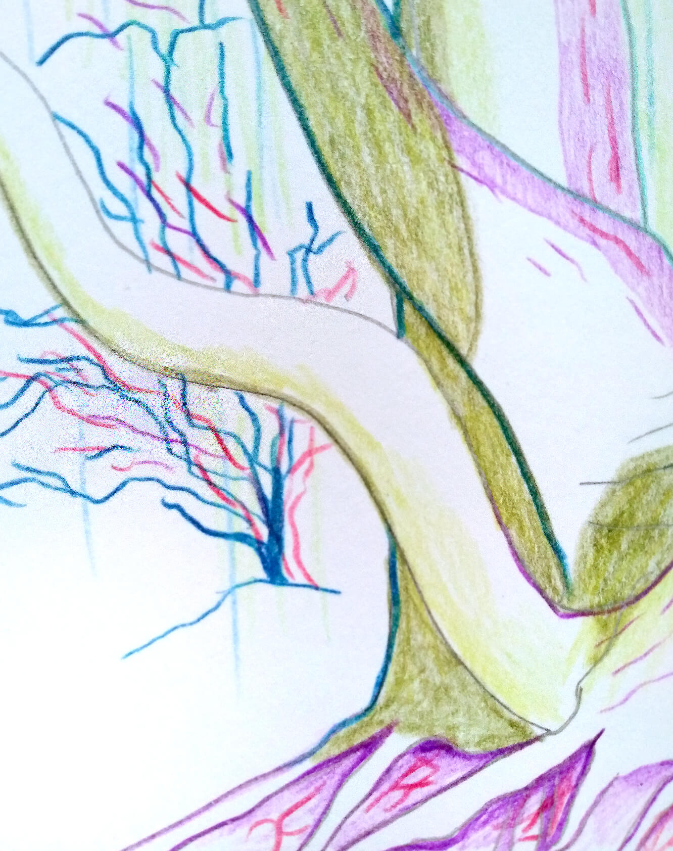 WINTER EN PLEIN AIR Gea Zwart 2023 Castricum duin bomen kleurpotlood tekening detail