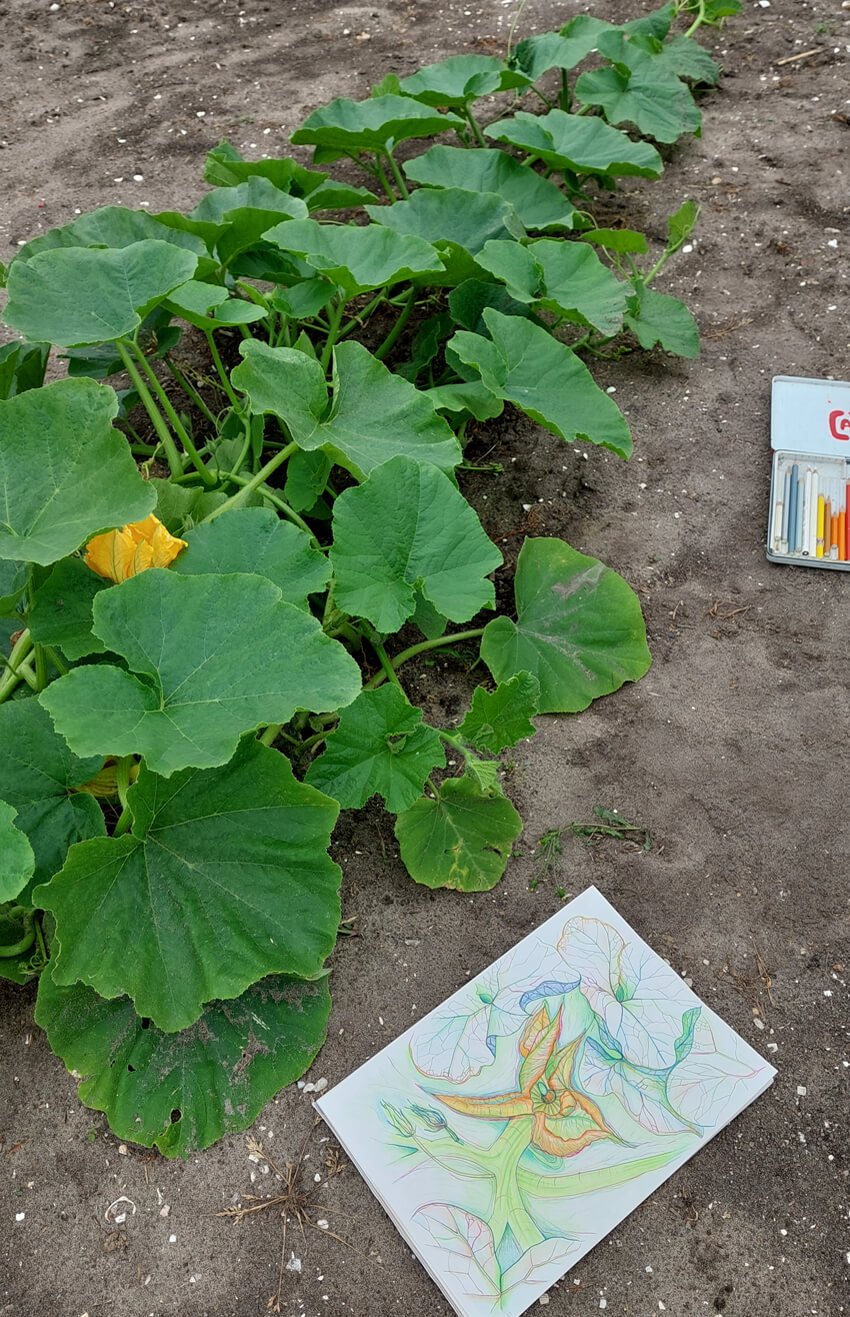 Pumpkin En Plein Air colored pencil drawing in the vegetable garden on A4 paper Gea Zwart June 2023