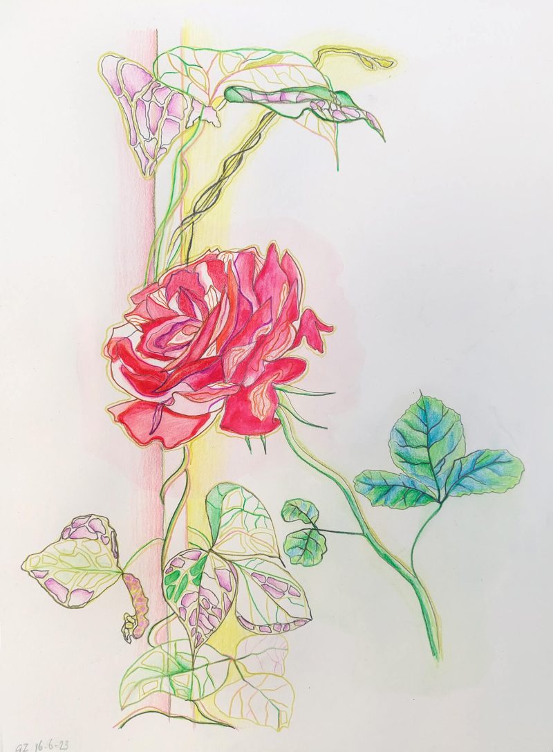 Roos en Boon studie En Plein Air Tuin Gea Zwart juni 2023 kleurpotlood tekening op A4 papier
