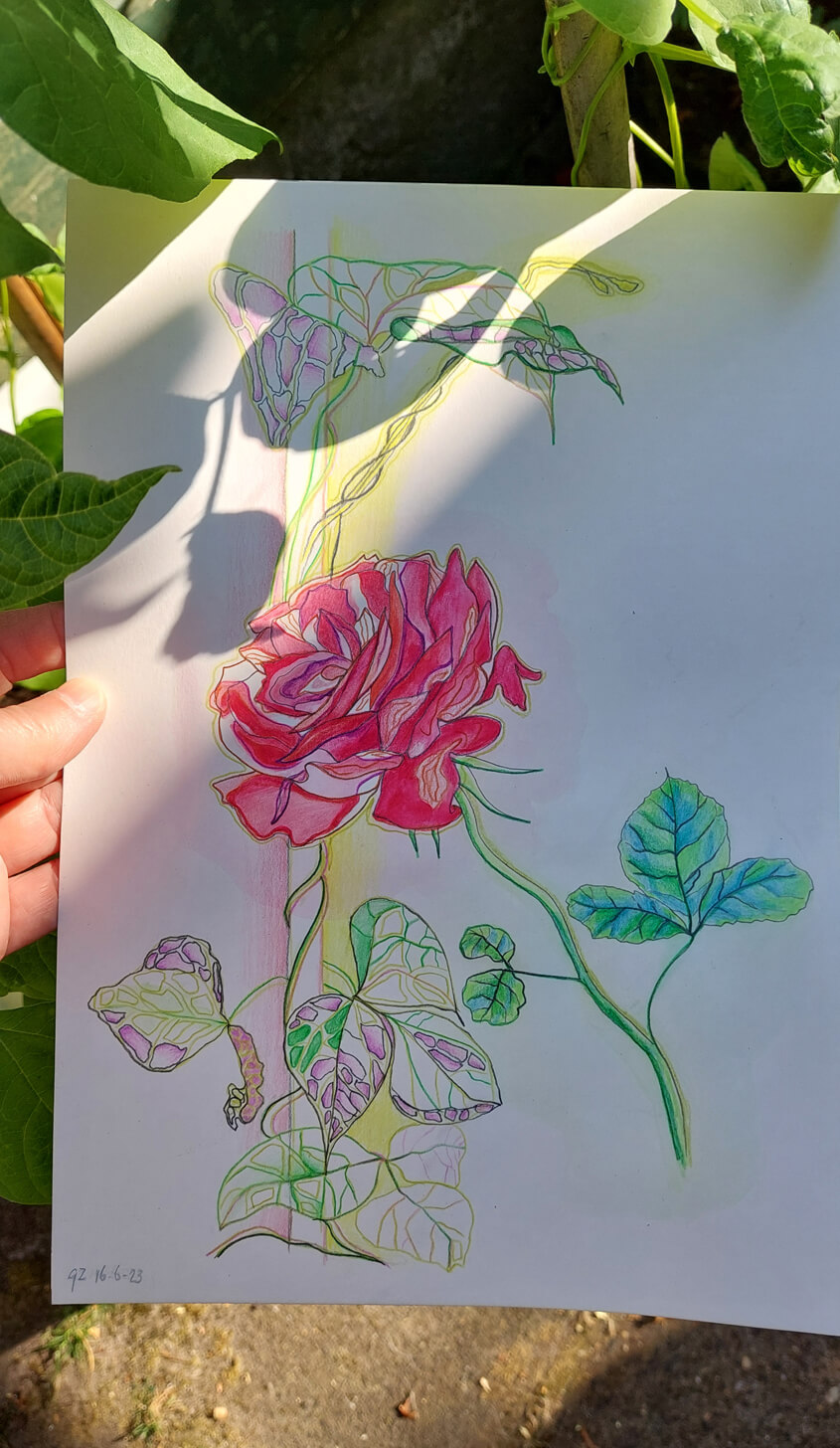 Roos and bean study En Plein Air Garden Gea Zwart June 2023 colored pencil drawing on A4 paper